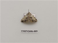 藏品(尺蛾122)的圖片